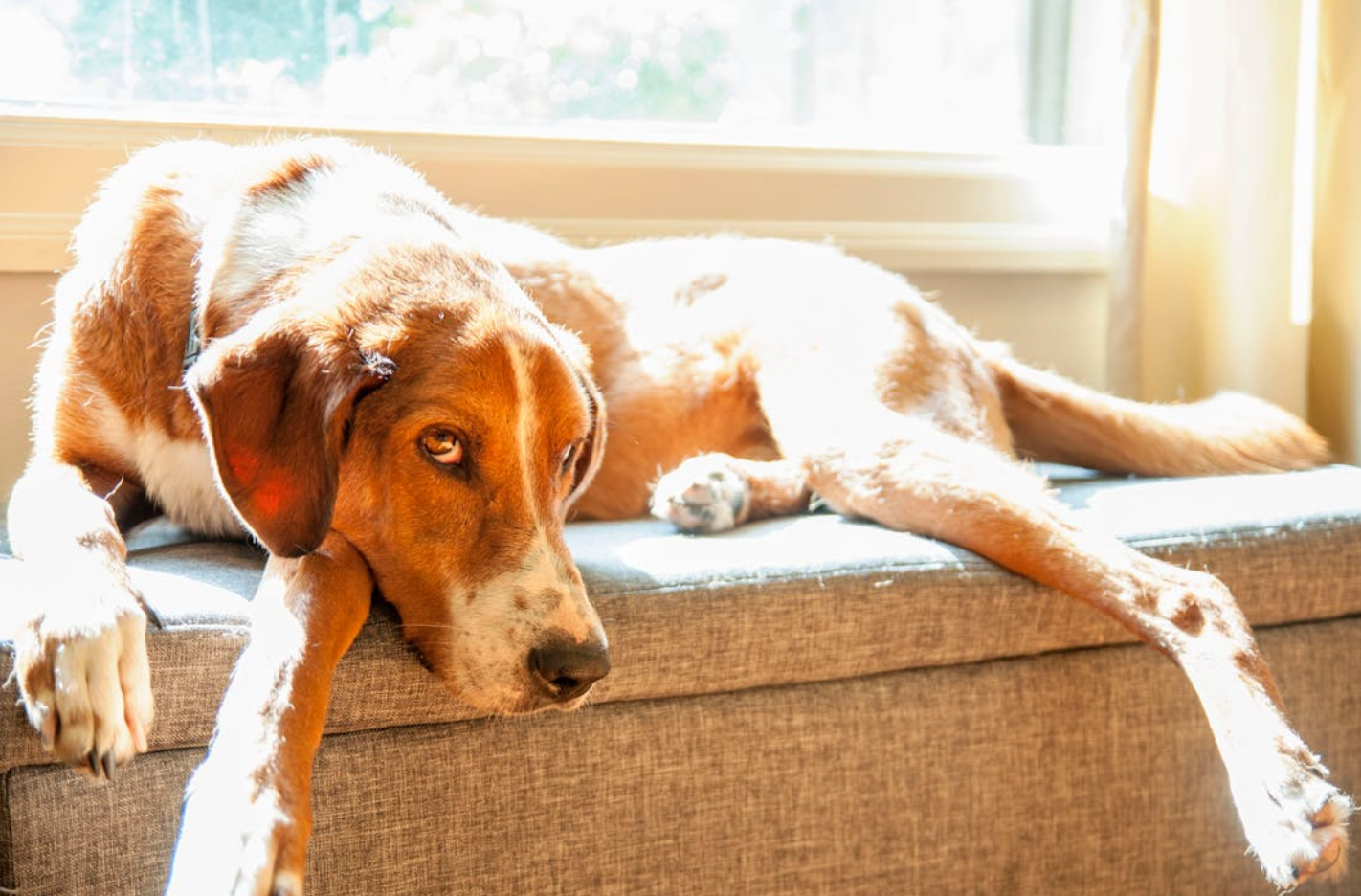 How to Leave Your Dog Home Alone