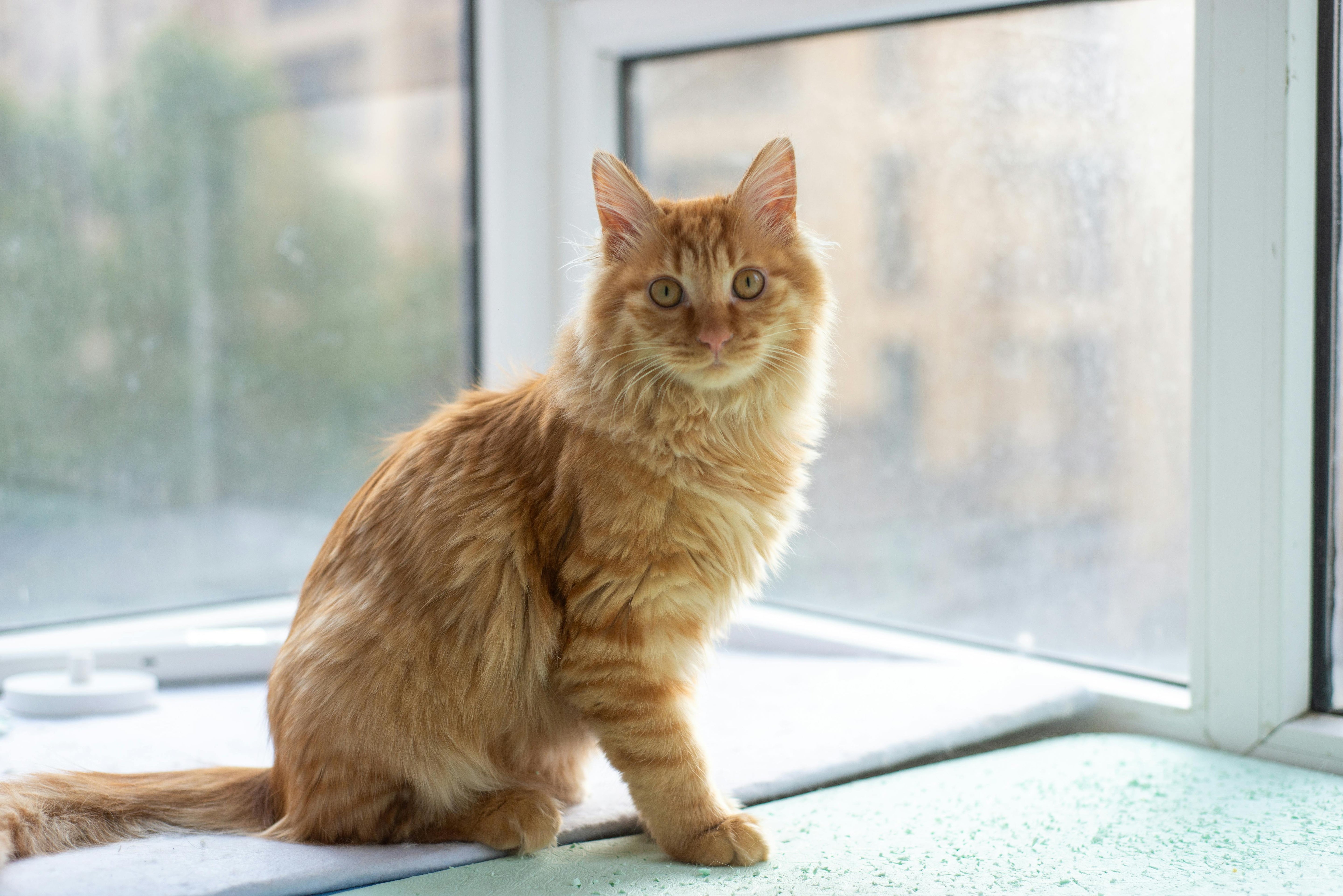 Why Does My Cat Want to Go Outside? 5 Main Reasons