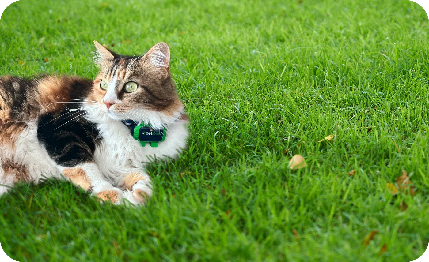 Why Does My Cat Want to Go Outside? 5 Main Reasons