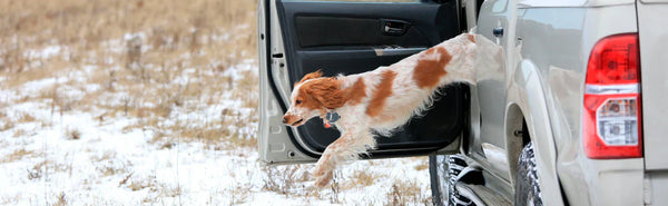 Dog Training 101 - Petloc8's Essential Guide for Pooch Parents