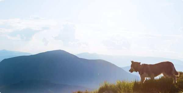 Happy Tails!—Petloc8's Guide to Planning the Perfect Dog-Friendly Vacation