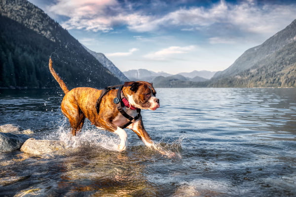 How To Keep Your Dog Healthy: Petloc8's Introduction to Canine Wellness
