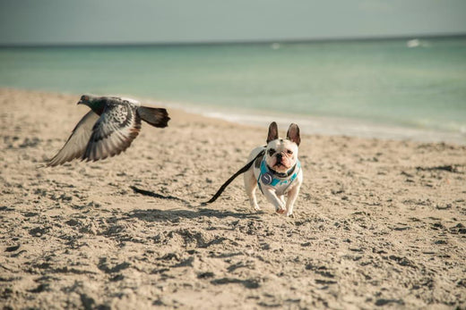 Happy Tails!—Petloc8's Guide to Planning the Perfect Dog-Friendly Vacation