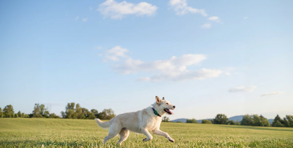 How Does a Dog Tracker Work? Your Guide to GPS Dog Trackers
