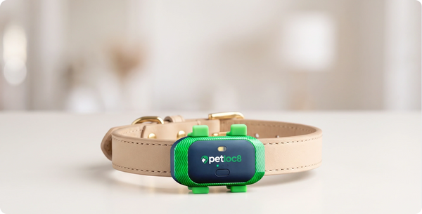 How Much Does a Pet GPS Tracker Cost?
