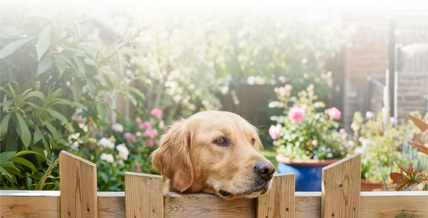 Dog Jumping Fence? How to Handle an Escape Artist