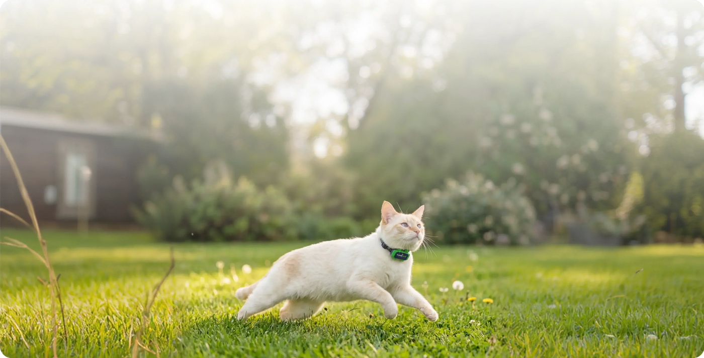 Why Do Cats Run Away? 10 Reasons & How To Stop ‘Em