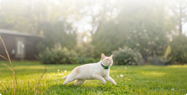 Why Do Cats Run Away? 10 Reasons & How To Stop ‘Em