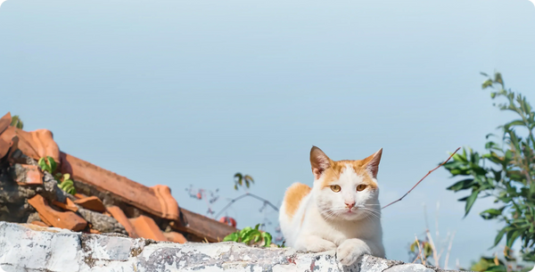 Why Does My Cat Want to Go Outside? 5 Main Reasons