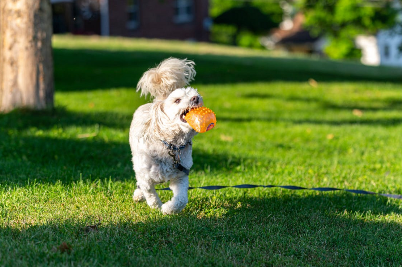 How Does a Dog Tracker Work? Your Guide to GPS Dog Trackers