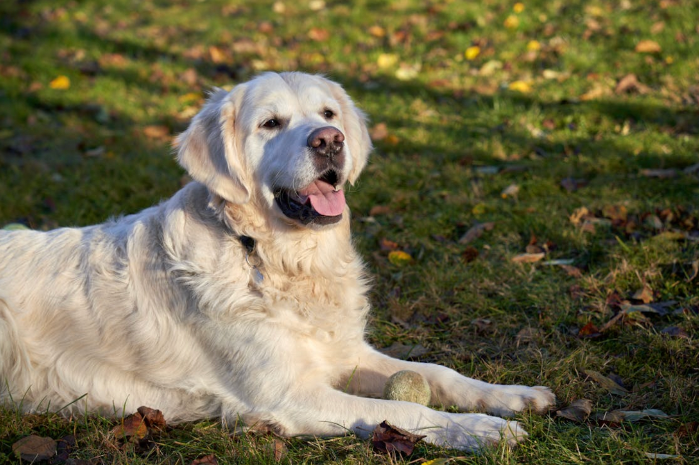 AirTag vs. GPS for Your Pets: What's the Difference?