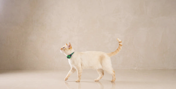 Can Cats Find Their Way Home?