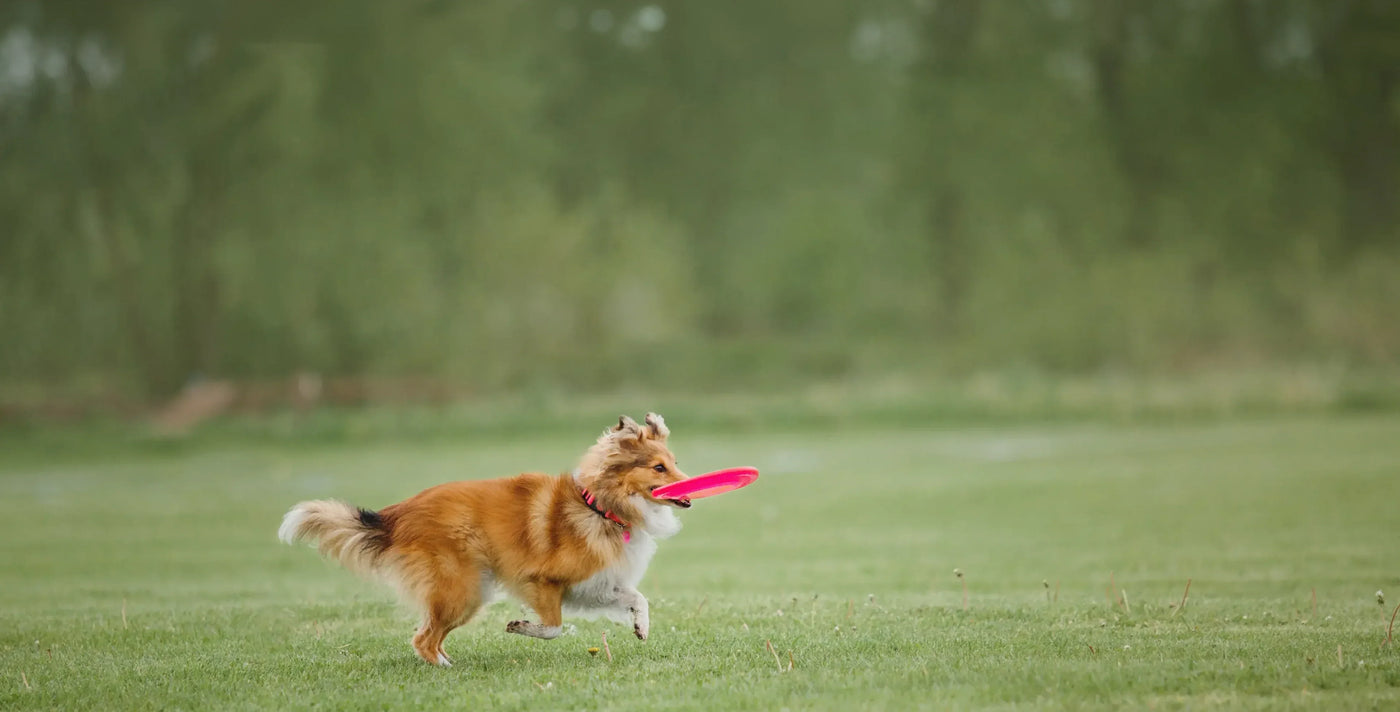 Dog Training 101 - Petloc8's Essential Guide for Pooch Parents