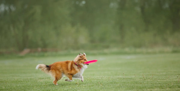 Dog Training 101 - Petloc8's Essential Guide for Pooch Parents