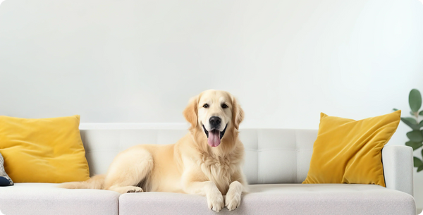 How to Leave Your Dog Home Alone