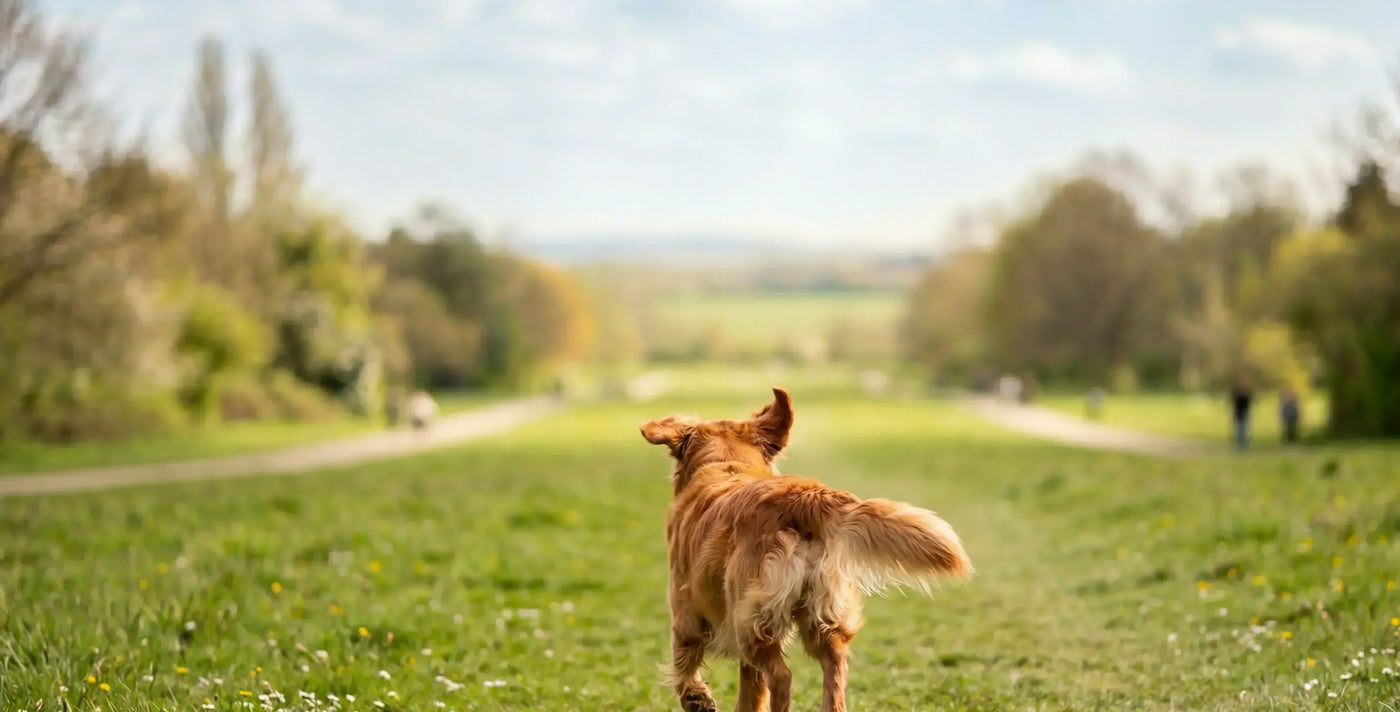 Canine SOS! What to Do if Your Dog Gets Lost