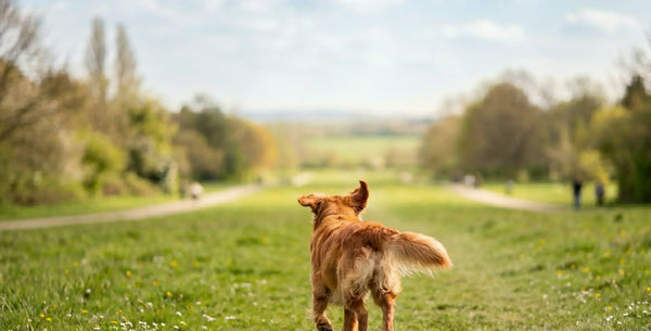 Canine SOS! What to Do if Your Dog Gets Lost