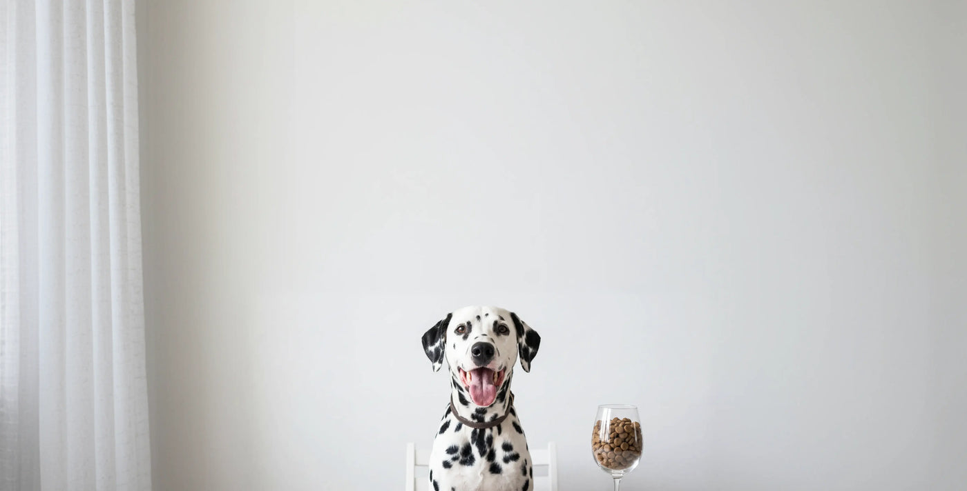 How To Keep Your Dog Healthy: Petloc8's Introduction to Canine Wellness