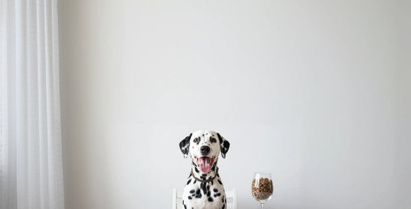 How To Keep Your Dog Healthy: Petloc8's Introduction to Canine Wellness