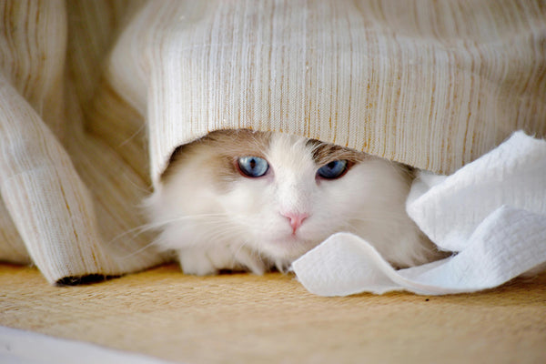 Why Is My Cat Hiding? 5 Reasons Why & How To Find Them