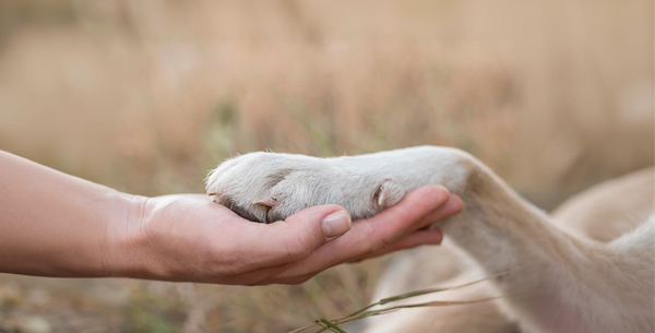 The Fundamentals of Dog Psychology