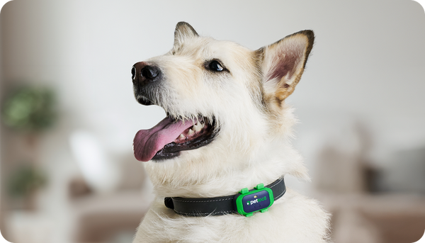 Petloc8 GPS tracker's Ideal for medium to large-sized dogs.