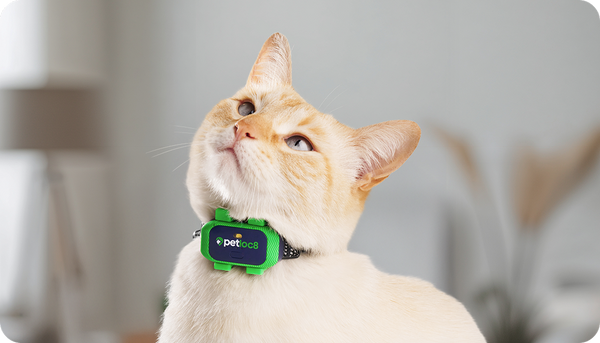 Petloc8 GPS tracker is Perfect for cats and small breed dogs.