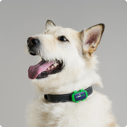 Rastreador GPS Petloc8