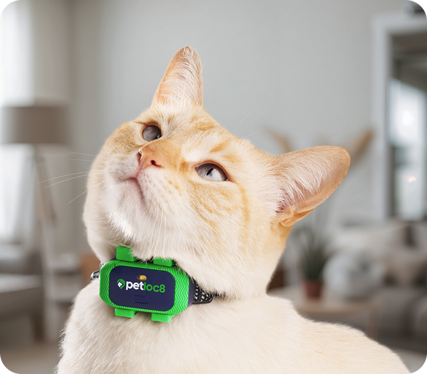 Petloc8 Mini GPS Tracker